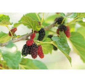 Mulberry Plant